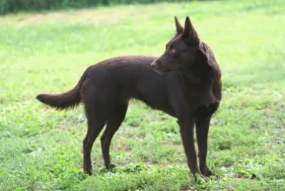 Pastore australiano kelpie