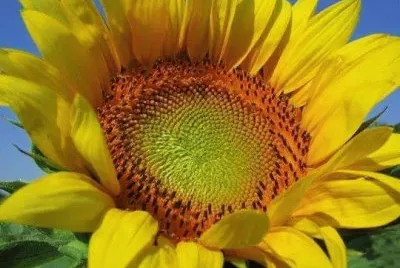 imagem jigsaw puzzle