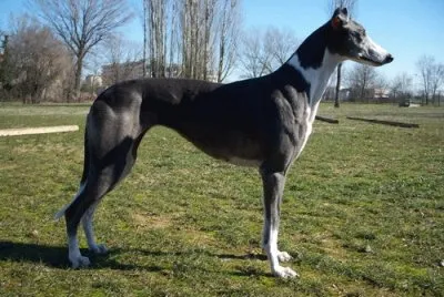 Levriero inglese a pelo raso