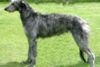 levriero inglese a pelo ruvido