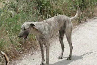 Levriero sardo