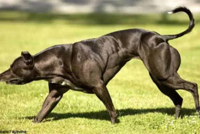 Levriero wendy piÃ¹ muscoloso del mondo