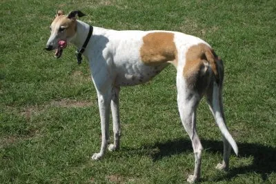 Levriero greyhound
