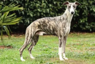 Levriero whippet