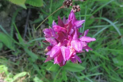 aquilegia cultivar