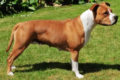 Terrier american stafforshire