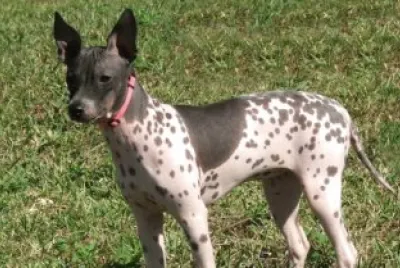 Terrier american hairless