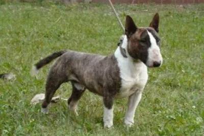 Terrier bull inglese miniatura