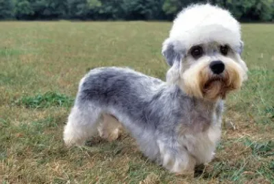 Terrier dandie dinmont