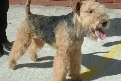 Terrier fox a pelo ruvido