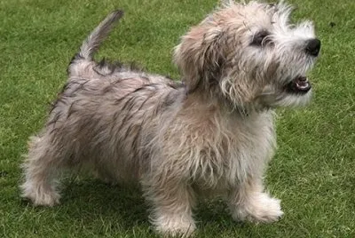 Terrier irish glen of imaal