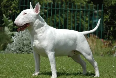 Terrier bull inglese taglia normale