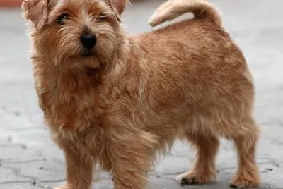 Terrier norfolk