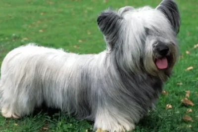Terrier  skye