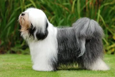 Terrier tibetan