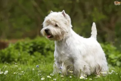 Terrier west highland white