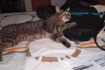 lancelot con el maletin de la mami jigsaw puzzle