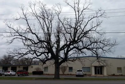 A beautifully bare tree
