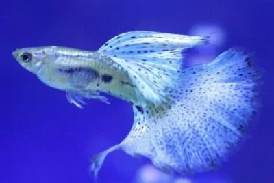 å­”é›€é­š jigsaw puzzle