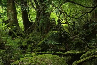 Yakushima