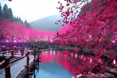Lake Sakura jigsaw puzzle