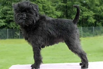 Affenpinscher
