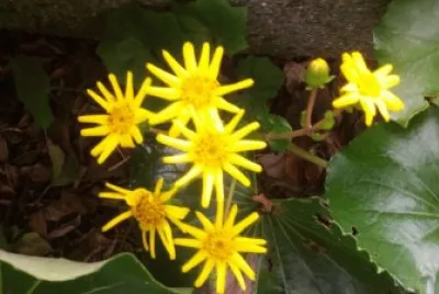 Yellow flower jigsaw puzzle