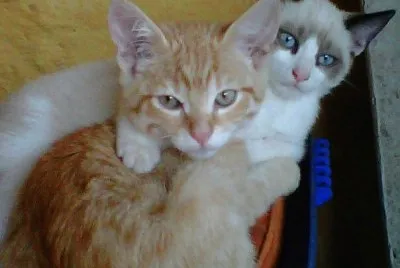 hermanos