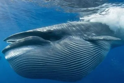 Ballena jigsaw puzzle