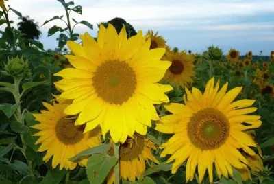Girasoles jigsaw puzzle