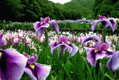 Flores