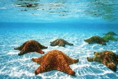 Estrellas de Mar jigsaw puzzle