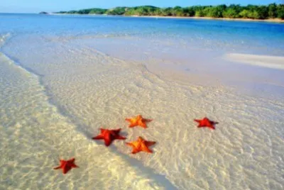 Estrellas de Mar jigsaw puzzle