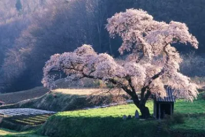 Ãrbol jigsaw puzzle