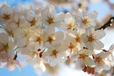 Flores jigsaw puzzle