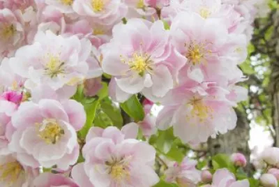 Flores jigsaw puzzle
