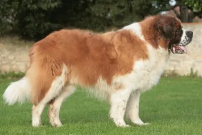 San bernardo a pelo lungo