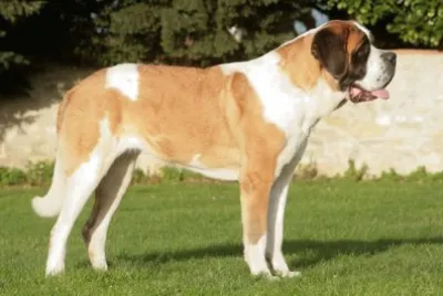 San bernardo a pelo corto