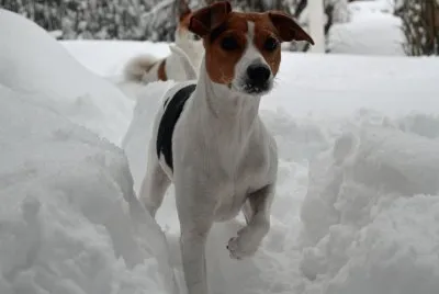 Dansk svensk gardshund