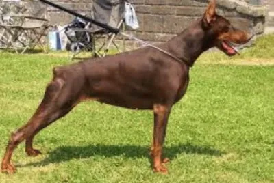 Dobermann marrone focato