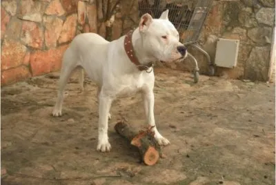 Dogo argentino