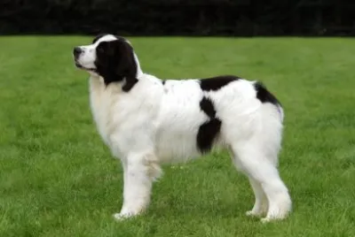 Landseer