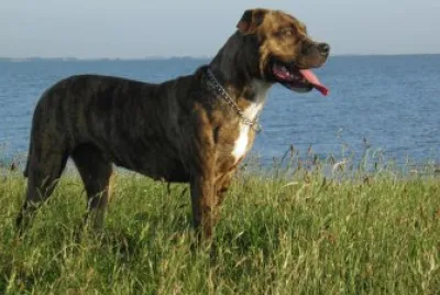 Perro dogo mallorquin