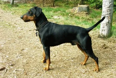 Pinscher