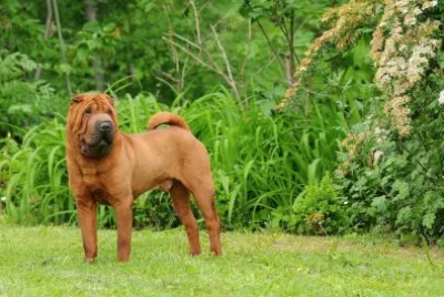 shar pei