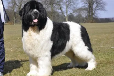 Terranova bianco con macchie nere