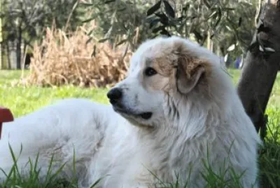 Da montagna dei pirenei