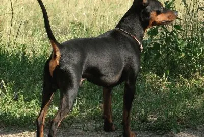 Zwergpinscher