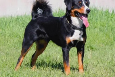 Bovaro dell 'appenzell