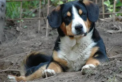 Bovaro dell 'entlebuch